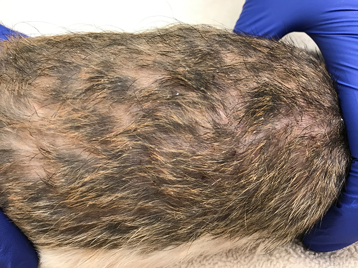 Dermatologic Diseases in Pet Rats Clinician's Brief